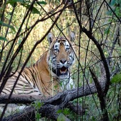 Sariska Wildlife Sanctuary