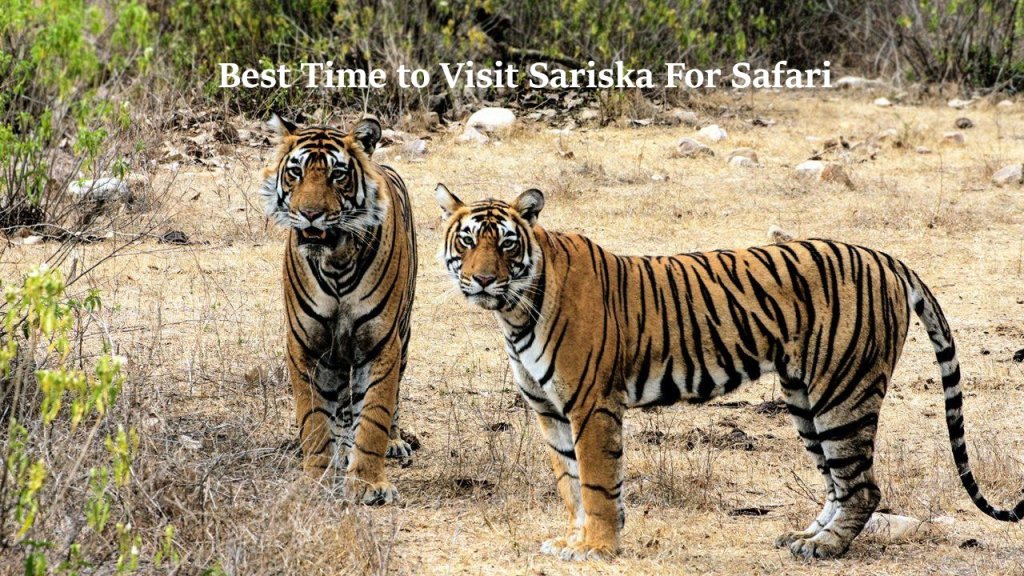 Best Time to Visit Sariska Tiger Reserve