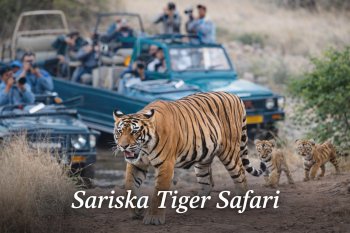 Sariska Tiger Safari Guide | Stay Near Sariska at Neelkanth Forest Retreat