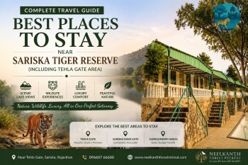 Best Places to Stay Near Sariska Tiger Reserve