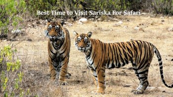 Best Time to Visit Sariska Tiger Reserve